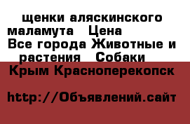 щенки аляскинского маламута › Цена ­ 20 000 - Все города Животные и растения » Собаки   . Крым,Красноперекопск